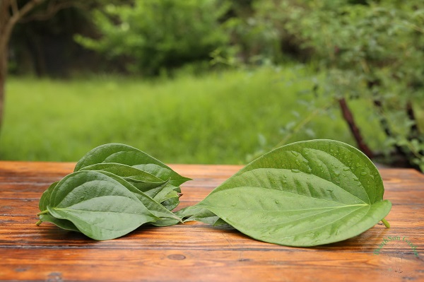 Cách sử dụng lá trầu không chữa viêm phụ khoa