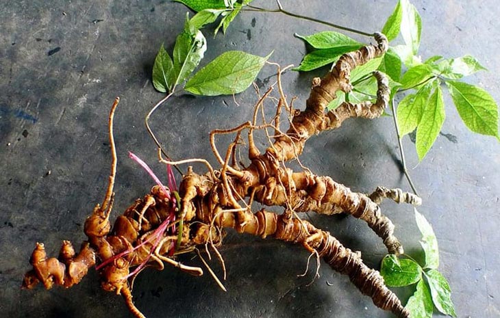 Địa chỉ bán sâm ngọc linh chuẩn xịn tại Hà Nội