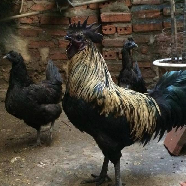 Gà đen Hmong thuần chủng được ví như nhân sâm đen của Tây Bắc