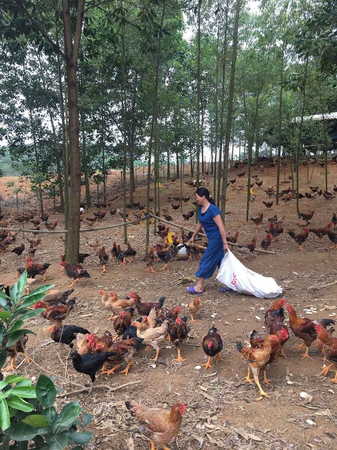 Mách mẹ cách chọn gà ta thơm ngon