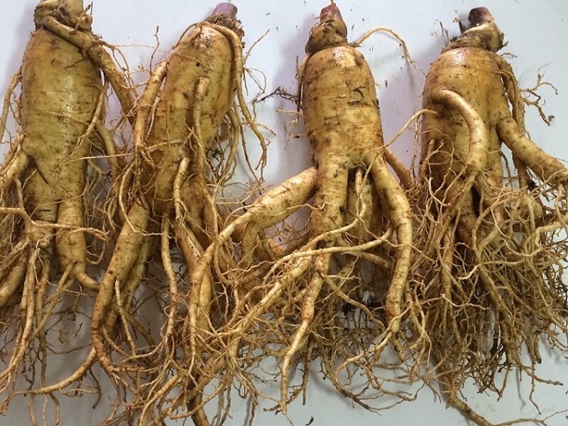 Cửa hàng bán sâm Đương Quy uy tín tại Hà Nội