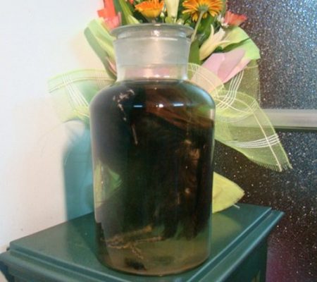 Bìm Bịp ngâm rượu - 450k/đôi