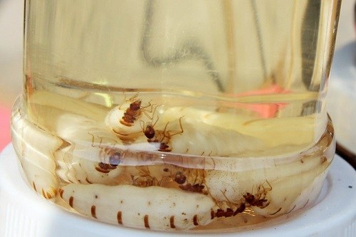 Mối chúa ngâm rượu có tác dụng gì?