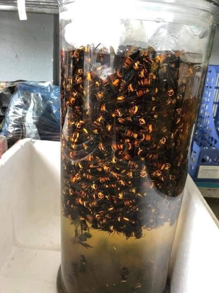 Cách ngâm rượu ong đất