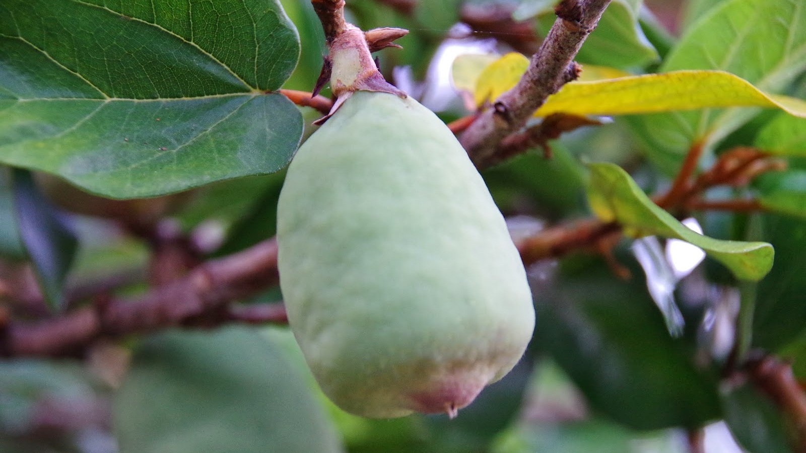 Giới thiệu về quả trâu cổ khô 