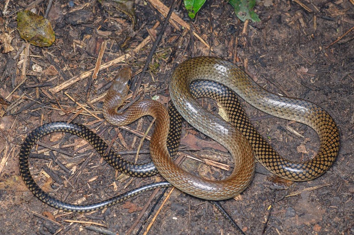 Rắn Ráo giá bao nhiêu?