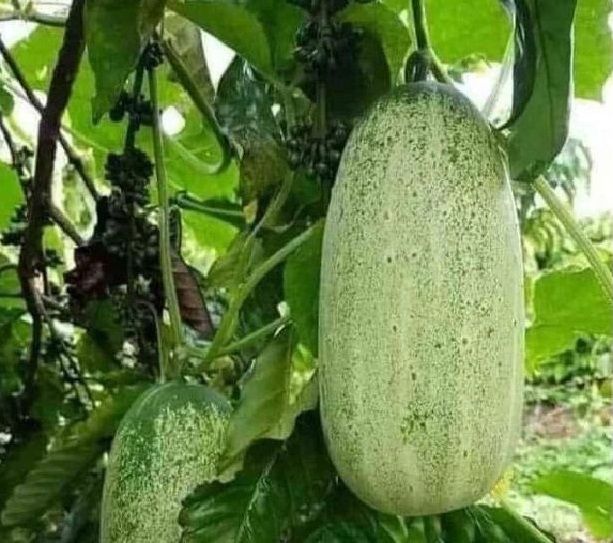 Quả dưa mèo3