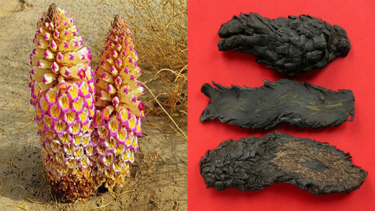 Giới thiệu về cây nhục thung dung